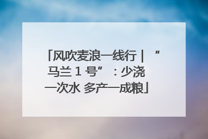 风吹麦浪一线行｜“马兰 1 号”：少浇一次水 多产一成粮